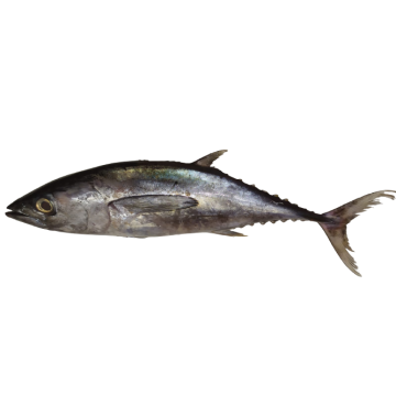 Ikan Tuna (Thunnus sp.)